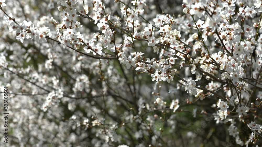 A blossoming plum tree in the garden A blossoming plum tree in the garden