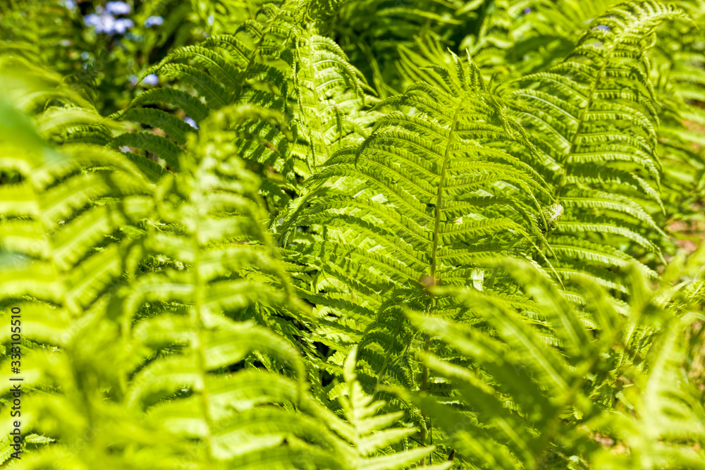 green fern, sunlight