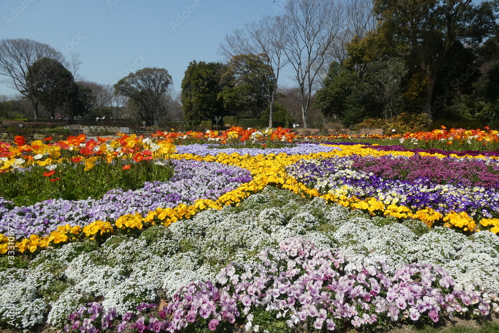 Fototapeta premium Spring Garden Japan