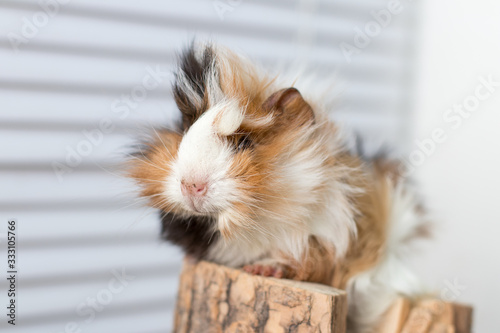 portrait of a Guinea pig