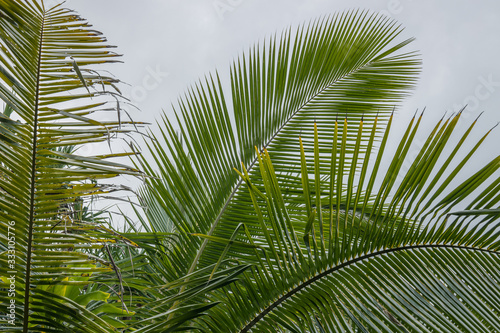 Green tropical leaves, palm, fern and ornamental plants backdrop.