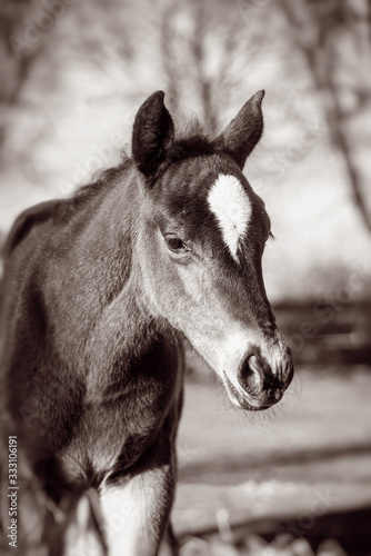 Portrait of beautiful  foal  in the farm yard