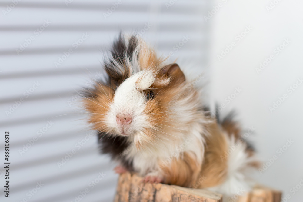 portrait of a Guinea pig portrait of a Guinea pig