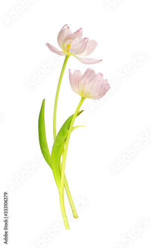 Two wilted pink tulip flowers