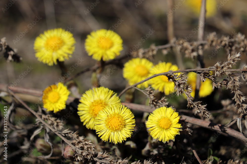 Coltsfoot flowers in a spring forest. Blooming Tussilago farfara, yellow flowers in sunny day Coltsfoot flowers in a spring forest. Blooming Tussilago farfara, yellow flowers in sunny day