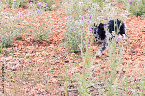 Sheepdog