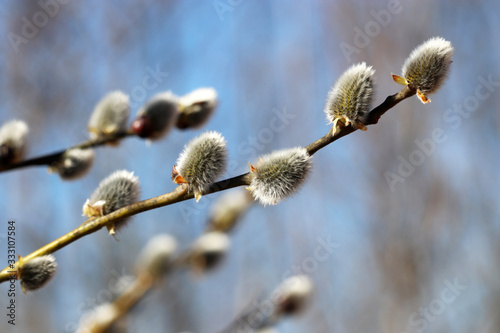 Pussy willow flowers on the branch, blooming verba in spring forest on blue sky background. Palm Sunday symbol, catkins in sunny day 
