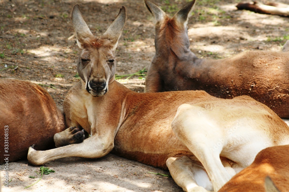 the face of a kangaroo resting on the ground with herd