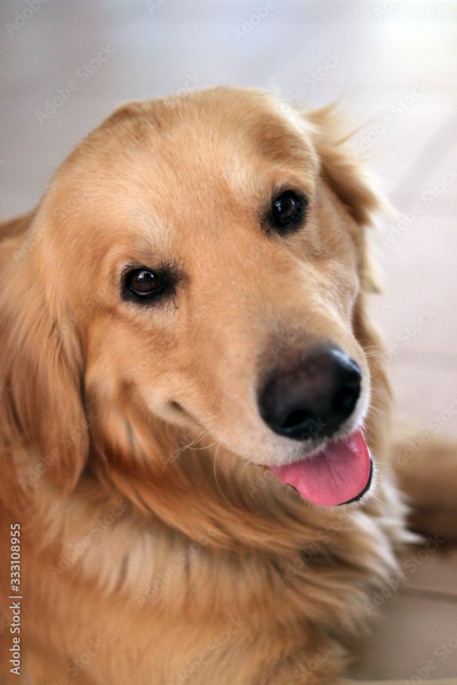 Portrait of a golden retriever, lying on the ground, sticking out his tongue and looking at the camera.