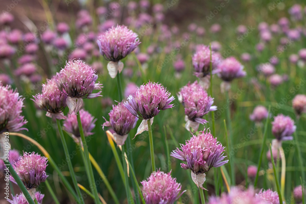 Close up view of amazing small pink flowers of allium schoenoprasum, chives in garden. Beauty of nature concept Close up view of amazing small pink flowers of allium schoenoprasum, chives in garden. Beauty of nature concept