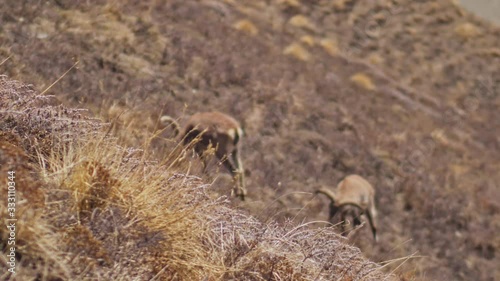 Two camouflaged Himalayan blue sheep eating dry grass on sunny mountain slope photo