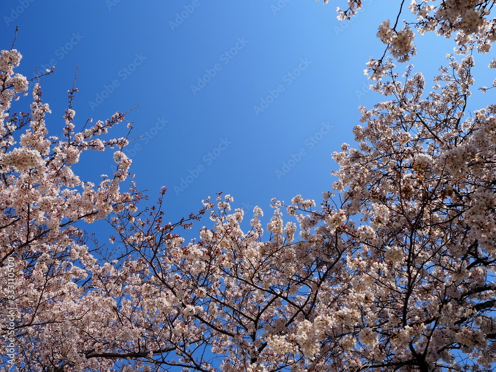 埼玉県草加市松原まつばら綾瀬川公園の桜。八分咲きの桜。日本の春。