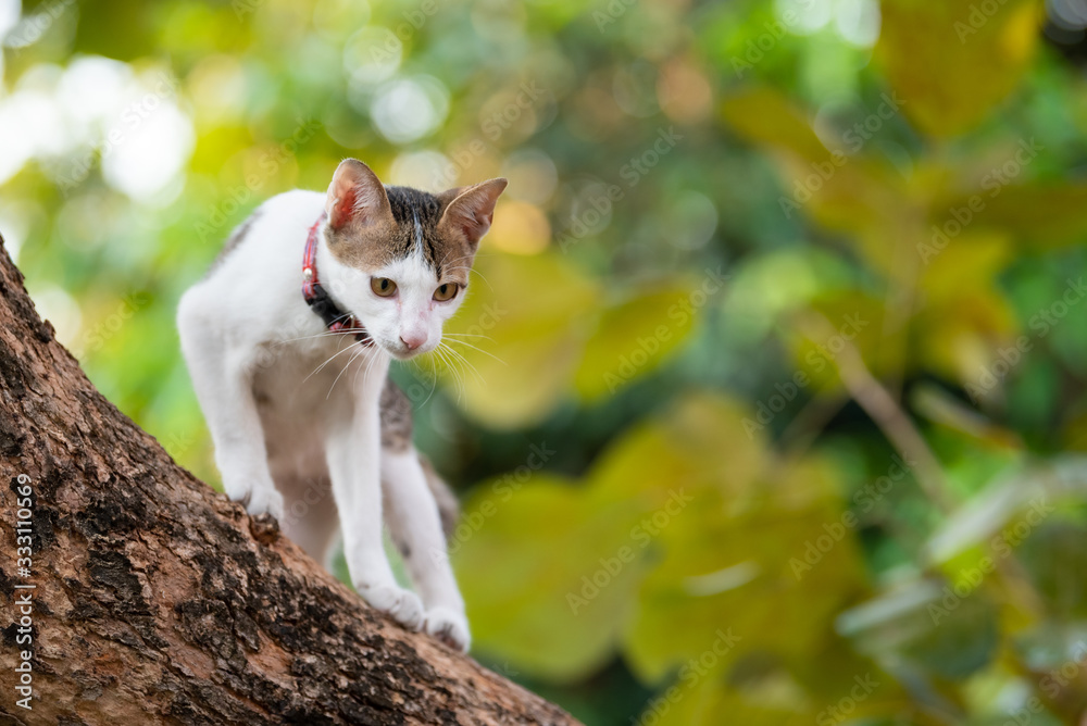 Kitten Climbing Tree And Blur Green Background. Kitten Climbing Tree And Blur Green Background.