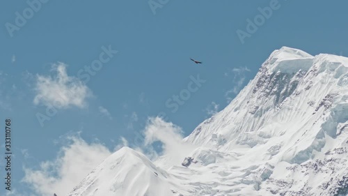 Himalayan vulture flying high above snow mountain summit, bird soar in blue sky