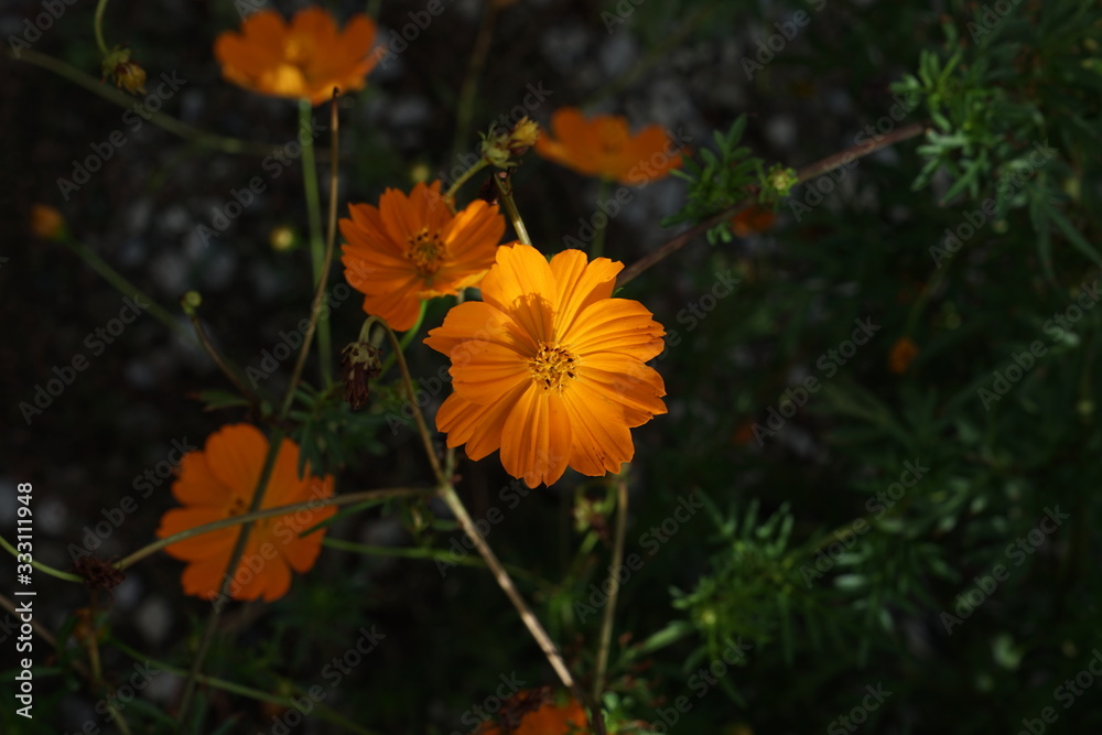 花 光 黄色 花 光 黄色