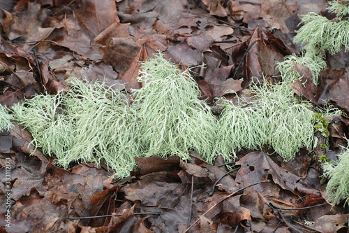 Ramalina farinacea, known as Farinose Cartilage Lichen, an epiphytic fruticose lichen from Finland photo