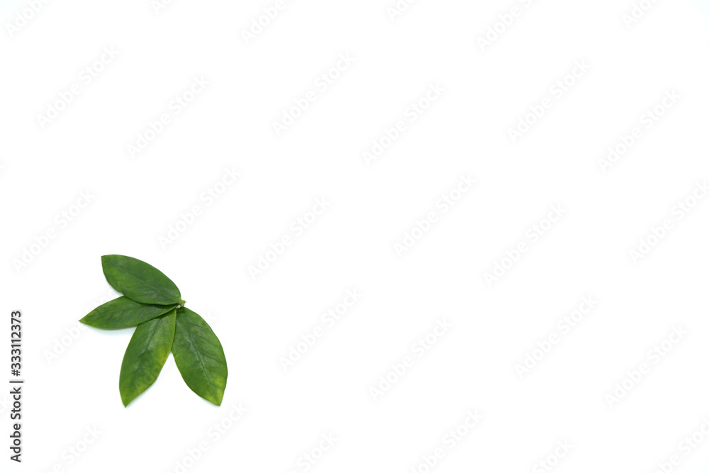 Fototapeta premium green leaves on a white background. Greeting card. Mockup for positive ideas. Empty place for inspirational, emotional, sentimental text or quote.