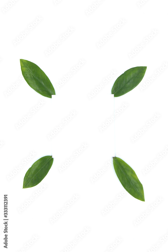 green leaves on a white background. Greeting card. Mockup for positive ideas. Empty place for inspirational, emotional, sentimental text or quote. green leaves on a white background. Greeting card. Mockup for positive ideas. Empty place for inspirational, emotional, sentimental text or quote.