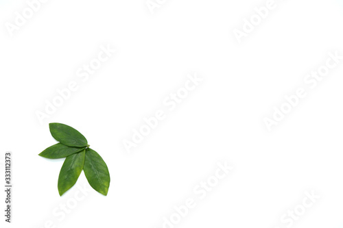 green leaves on a white background. Greeting card. Mockup for positive ideas. Empty place for inspirational, emotional, sentimental text or quote. © Alena