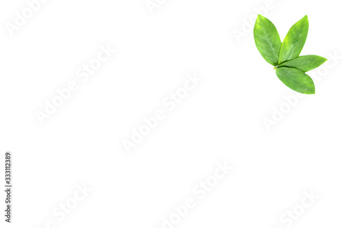 green leaves on a white background. Greeting card. Mockup for positive ideas. Empty place for inspirational, emotional, sentimental text or quote.