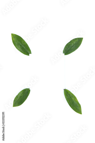green leaves on a white background. Greeting card. Mockup for positive ideas. Empty place for inspirational, emotional, sentimental text or quote.