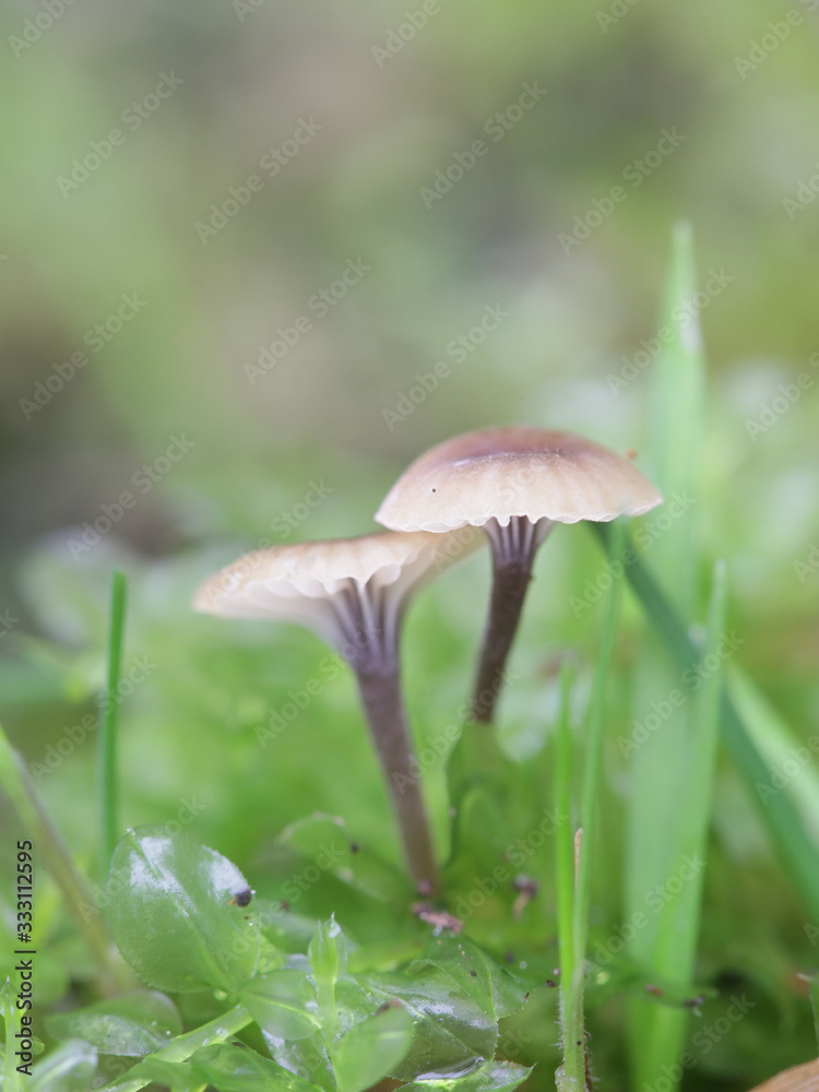 Rickenella swartzii, known as the Collared mosscap, wild mushroom from Finland Rickenella swartzii, known as the Collared mosscap, wild mushroom from Finland