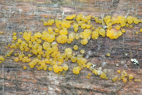 Dacrymyces stillatus, known as common jelly spot fungus, sexual stage photographed in Finland photo