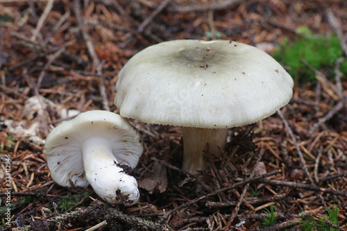 Russula aeruginea, known as the grass-green Russula, the tacky green Russula, or the green brittlegill, wild mushroom from Finland