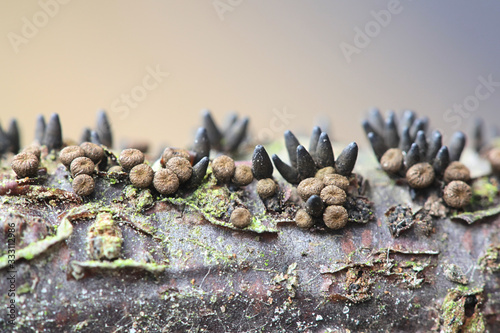 Godronia uberiformis, a parasitic fungus with no common english name growing on black currant, Ribes nigrum photo