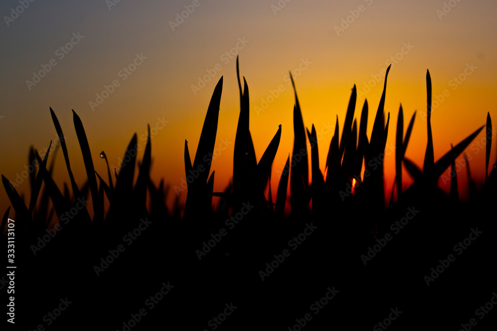 Morning red sun and grass silhouettes in defocus with drops of morning dew on orange sky background.