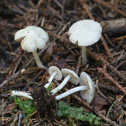 Inocybe geophylla, a white fibercap mushroom from Finland photo