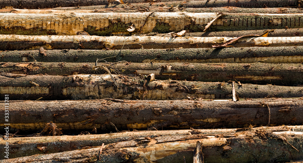 logging pine logs
