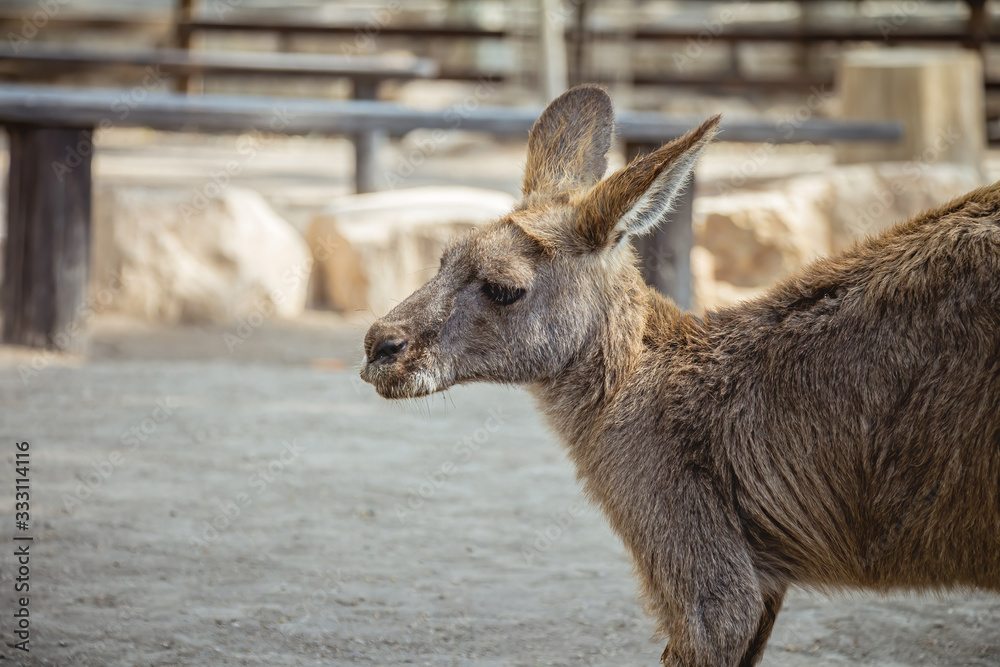 Fototapeta premium Close up side view of a kangaroo