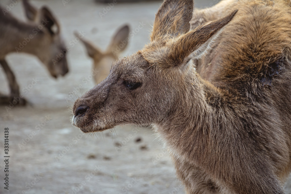 Fototapeta premium Close up side view of a kangaroo