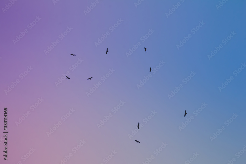 Low angle view of a flock of western marsh harrier flying in the sky