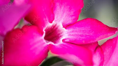 Detailed up-close photo of a tropical coloured  pink Adenium creates an interesting abstract effect.