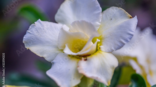 Detailed up-close photo of a tropical coloured  layers of white Adenium creates an interesting abstract effect.