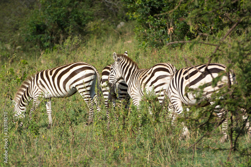 A Herd of Common Zebras in Masai Mara National Park in Kenya  Africa