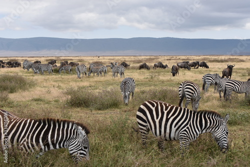 View of Ngorongoro Conservation Area  Tanzania