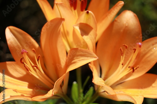 three orange lilies close-up