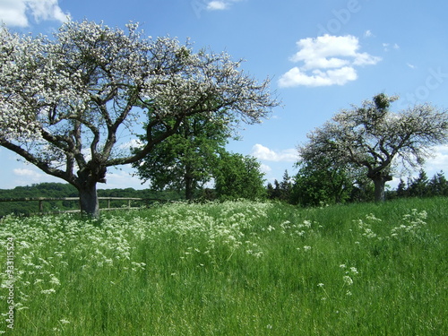 Spring with Trees and Grass
