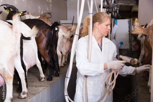 Farmer woman milking a goats with an automatic milk machine