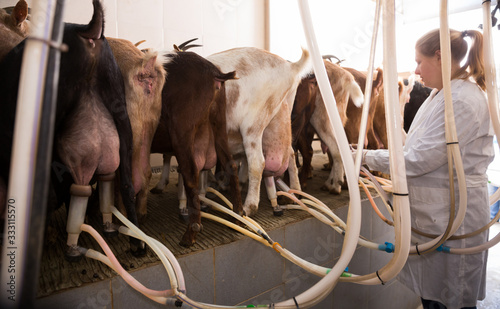 Farm woman worker in barn with cow milking machines