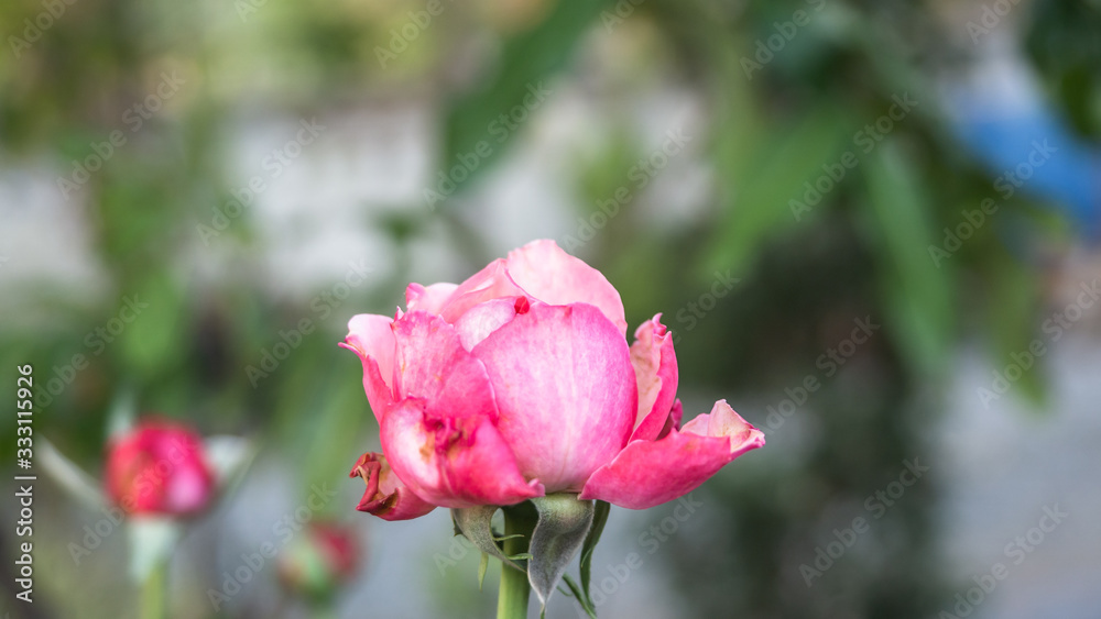 Detailed up-close photo of a tropical pink coloured rose creates an interesting abstract effect. Detailed up-close photo of a tropical pink coloured rose creates an interesting abstract effect.
