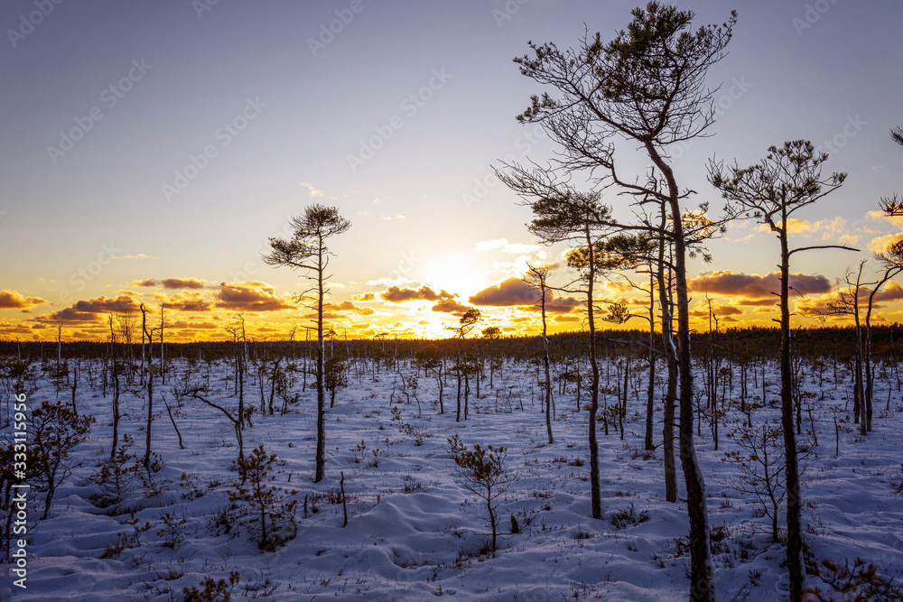 Latvia. A beautiful winter day in the swamp of Dunica Latvia. A beautiful winter day in the swamp of Dunica