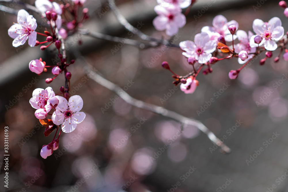 A branch with pink plum flowers and  with blurred background as copyspace