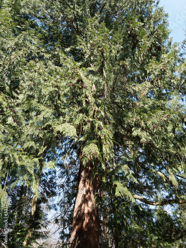(Thuja plicata) Thuja géant de Californie, vieux et haut conifère ornemental, au tronc énorme brun rougeâtre, rameaux aplatis, feuillage vert, cônes en forme d'écailles