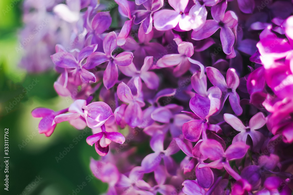 Fototapeta premium Large bright purple flowers of an urban shrub on a blurred background. Blooming lilac close-up on a green background. Garden plant that smells delicious in the spring season. Bouquet as a gift.