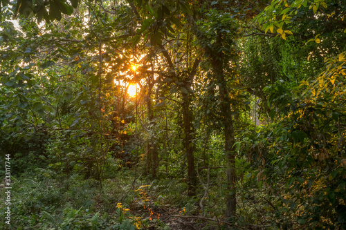 Fototapeta Naklejka Na Ścianę i Meble -  First sun light in the morning in the untouched primal tropical rain forest in Banda islands, maluku, Indonesia. Looks like proper lush jungle many birds