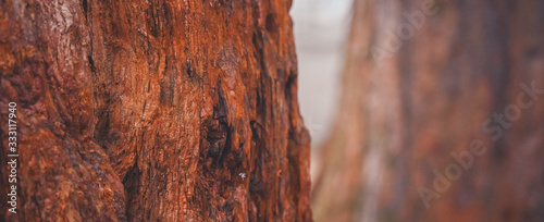 Giant Sequoias Forest. Sequoia detail bark, needles National Park